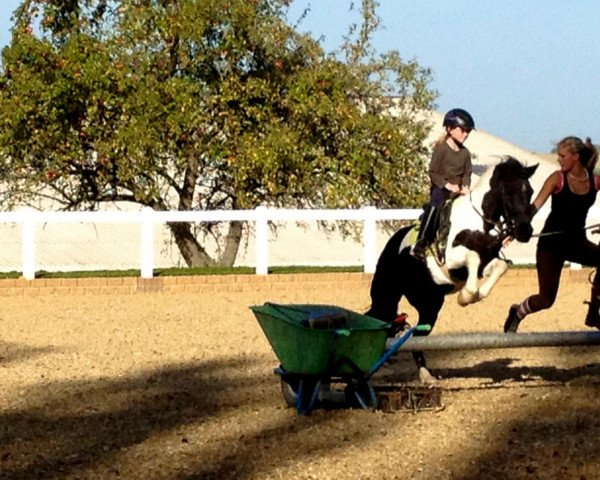 Pferd Sally (Deutsches Reitpony,  , von Saffian)