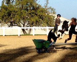 Pferd Sally (Deutsches Reitpony,  , von Saffian)