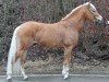 stallion Sole Mio (4,69% ox) (Edelbluthaflinger, 2005, from Sandro (3,125% ox))