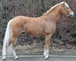 stallion Sole Mio (4,69% ox) (Edelbluthaflinger, 2005, from Sandro (3,125% ox))