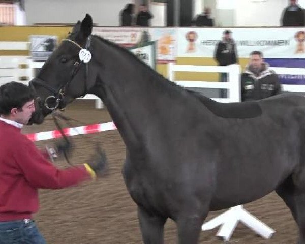 jumper C-Indoctra (Oldenburg show jumper, 2006, from Indoctro)