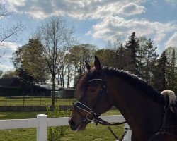 broodmare Sambia 43 (German Riding Pony, 2017, from Holsteins Darling)