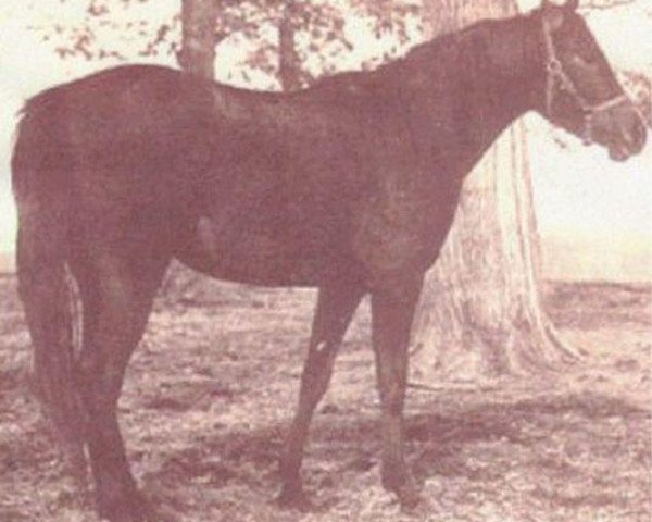 broodmare Serroufa 1957 EAO (Arabian thoroughbred, 1957, from Fa-Serr ox)