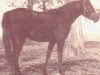 broodmare Serroufa 1957 EAO (Arabian thoroughbred, 1957, from Fa-Serr ox)