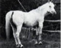 broodmare Bint Helwa 1887 RAS (Arabian thoroughbred, 1887, from Aziz 1877 RAS)