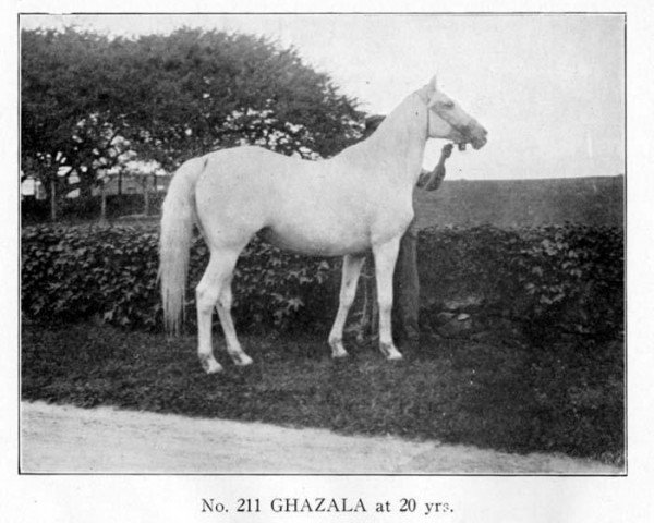 broodmare Ghazala 1896 RAS (Arabian thoroughbred, 1896, from Ibn Sherara 1875 RAS)