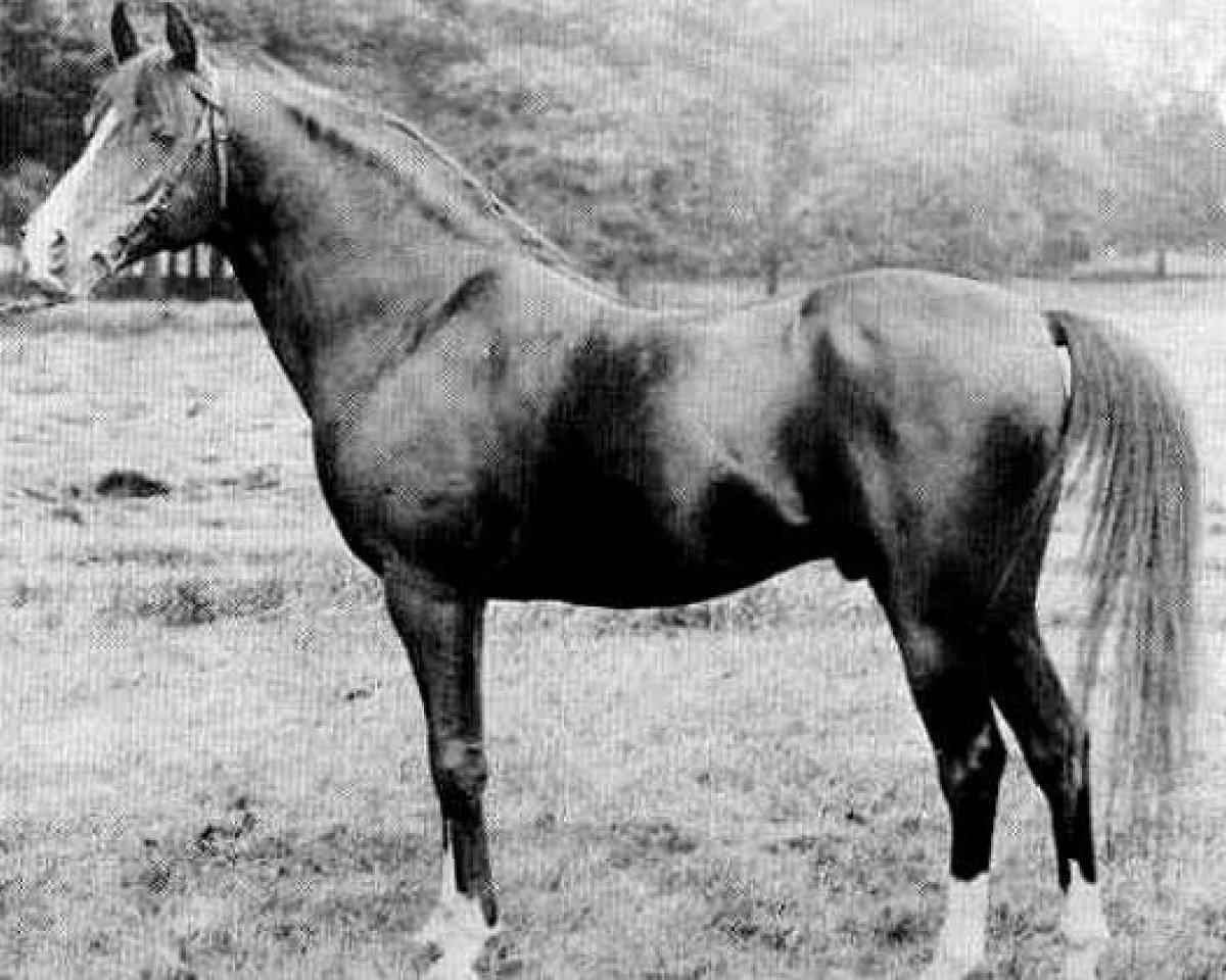 stallion Ahmar 1890 ox (Arabian purebred, 1890, from Azrek 1881 DB)
