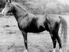 Deckhengst Ahmar 1890 ox (Vollblutaraber, 1890, von Azrek 1881 DB)