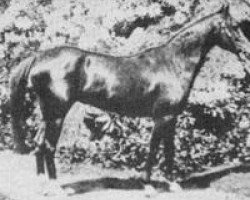 broodmare Queen of Sheba 1875 RAS (Arabian thoroughbred, 1875, from A Muniqi Hadruj 1862 DB)