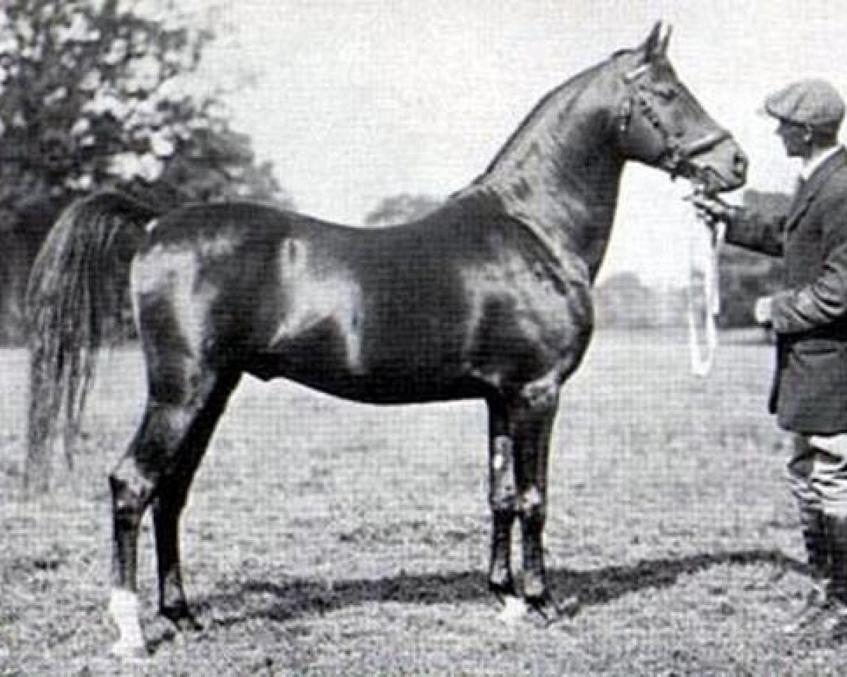 stallion Sotamm 1910 ox (Arabian purebred, 1910, from Astraled 1900 ox)