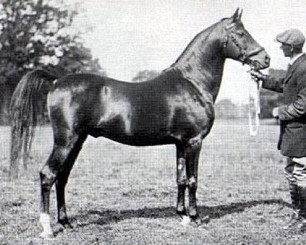 stallion Sotamm 1910 ox (Arabian thoroughbred, 1910, from Astraled 1900 ox)