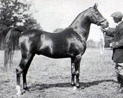 Deckhengst Sotamm 1910 ox (Vollblutaraber, 1910, von Astraled 1900 ox)