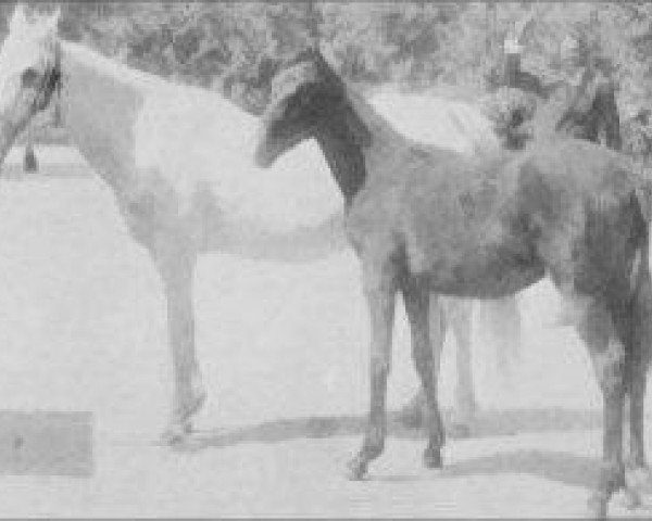 Zuchtstute Bint Yamama 1895 RAS (Vollblutaraber, 1895, von Saklawi I 1886 DB)