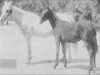broodmare Bint Yamama 1895 RAS (Arabian thoroughbred, 1895, from Saklawi I 1886 DB)