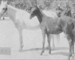 broodmare Bint Yamama 1895 RAS (Arabian thoroughbred, 1895, from Saklawi I 1886 DB)