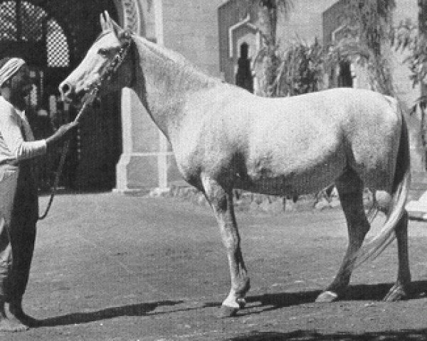 broodmare Negma 1910 RAS (Arabian thoroughbred, 1910, from Dahman El Azrak 1893 RAS)