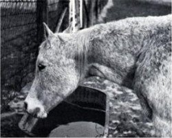 broodmare Maaroufa 1931 EAO (Arabian thoroughbred, 1931, from Ibn Rabdan 1917 RAS)