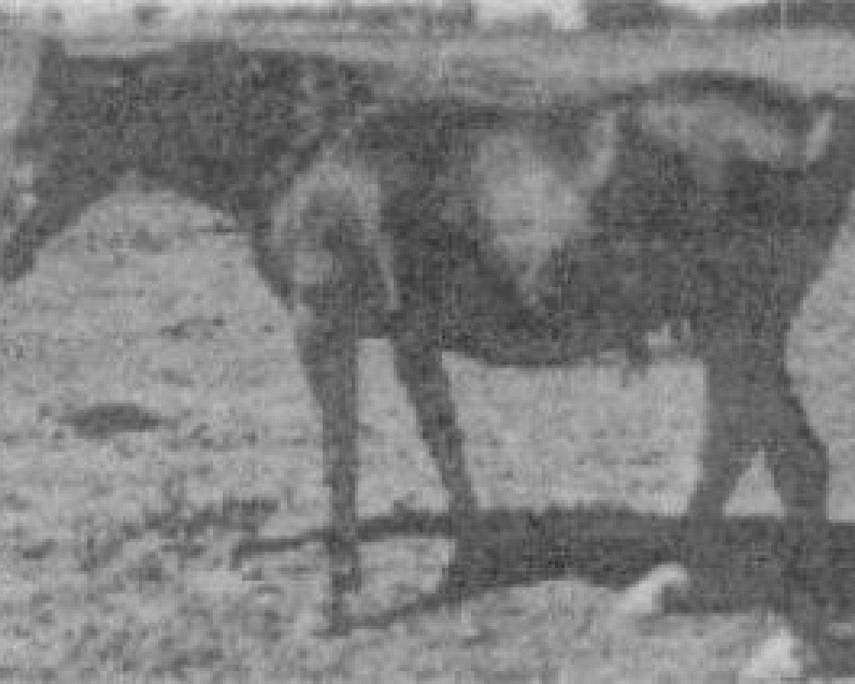 broodmare Bah Roufa 1961 EAO (Arabian purebred, 1961, from Fabah 1950 ox)