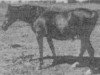 broodmare Bah Roufa 1961 EAO (Arabian thoroughbred, 1961, from Fabah 1950 ox)