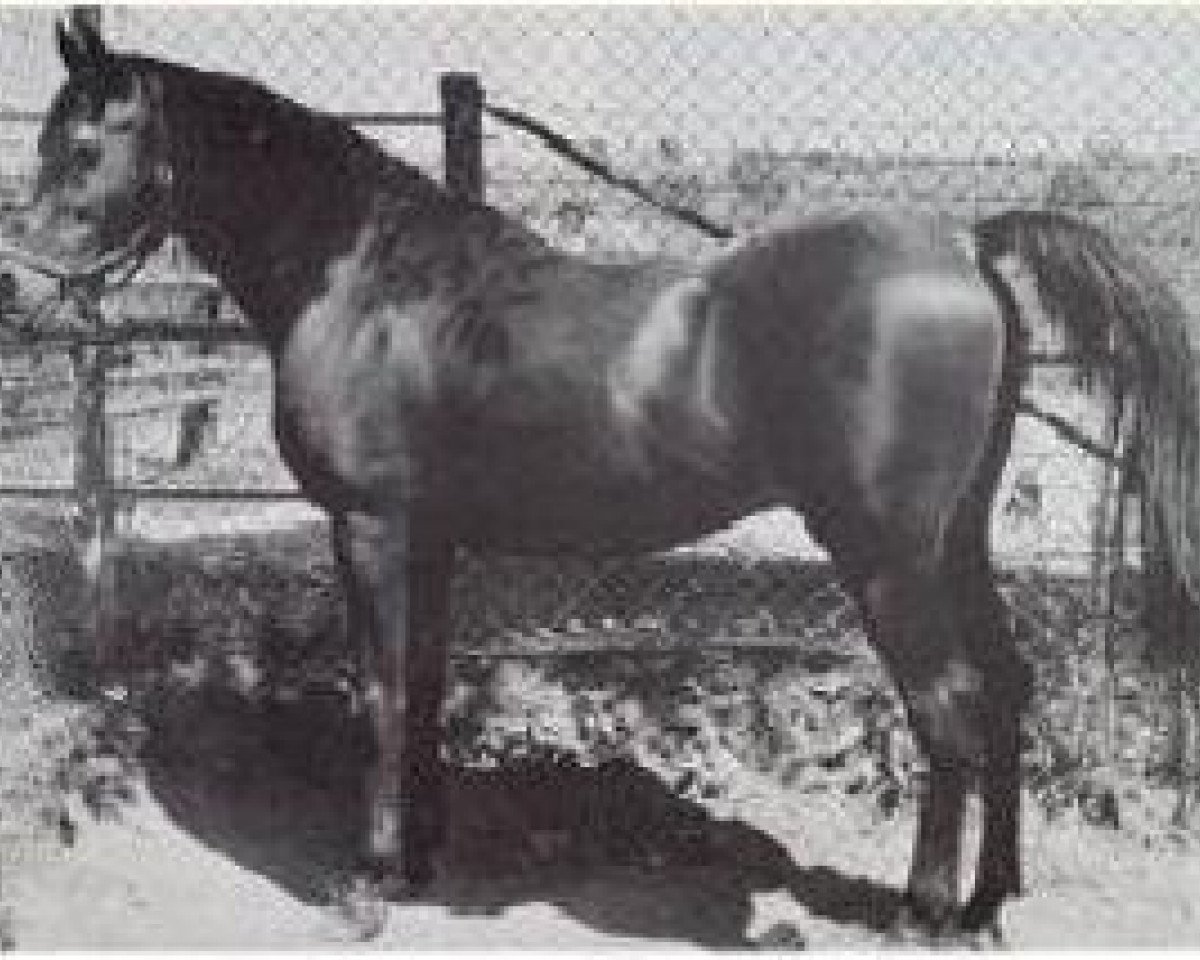 stallion Fabah 1950 ox (Arabian purebred, 1950, from Fadl 1930 RAS)
