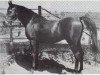 Deckhengst Fabah 1950 ox (Vollblutaraber, 1950, von Fadl 1930 RAS)