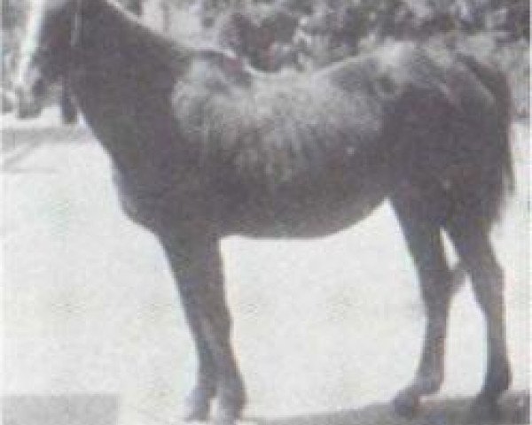 Zuchtstute Tarfa 1900 RAS (Vollblutaraber, 1900, von Dahman El Azrak 1893 RAS)