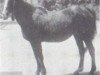 broodmare Tarfa 1900 RAS (Arabian thoroughbred, 1900, from Dahman El Azrak 1893 RAS)