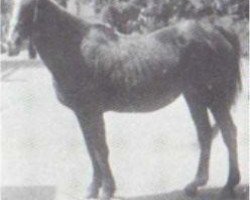 broodmare Tarfa 1900 RAS (Arabian thoroughbred, 1900, from Dahman El Azrak 1893 RAS)