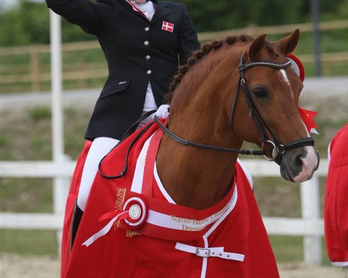 stallion Brooklands Moonwalker (German Riding Pony, 1992, from Magnum)