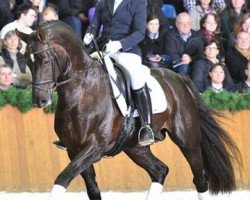 stallion Blickpunkt 4 (Westphalian, 2005, from Belissimo NRW)