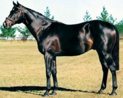 stallion Caesour xx (Thoroughbred, 1990, from Nureyev xx)