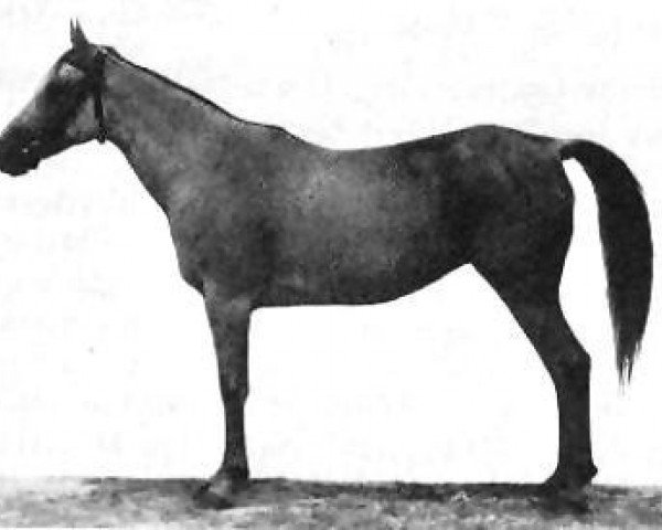 broodmare Bint Gamila 1911 RAS (Arabian thoroughbred, 1911, from Ibn Nadra RAS)