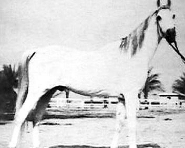 stallion Sid Abouhom 1936 RAS (Arabian thoroughbred, 1936, from El Deree 1920 DB)