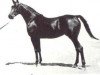 broodmare Souhair 1954 EAO (Arabian thoroughbred, 1954, from Sid Abouhom 1936 RAS)