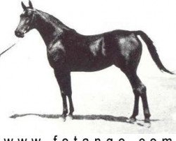 broodmare Souhair 1954 EAO (Arabian thoroughbred, 1954, from Sid Abouhom 1936 RAS)