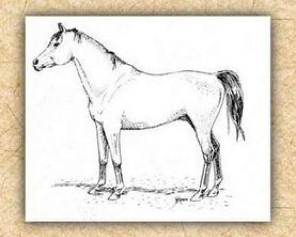 stallion Dahman El Azrak 1893 RAS (Arabian thoroughbred, 1893, from Jamil el Ahmar RAS)