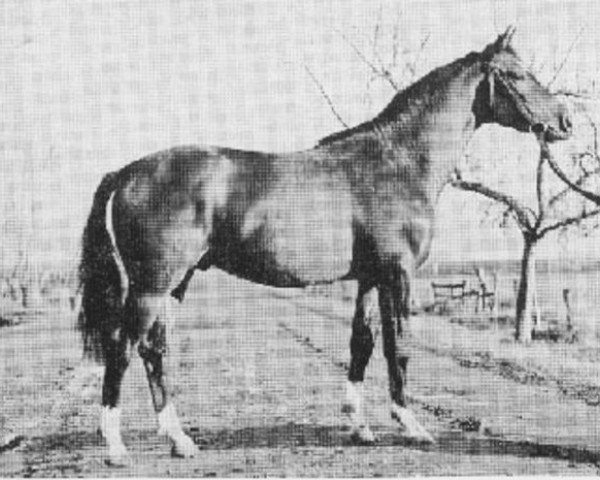 stallion Schwalbenflug (Trakehner, 1968, from Impuls)