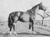 stallion Schwalbenflug (Trakehner, 1968, from Impuls)
