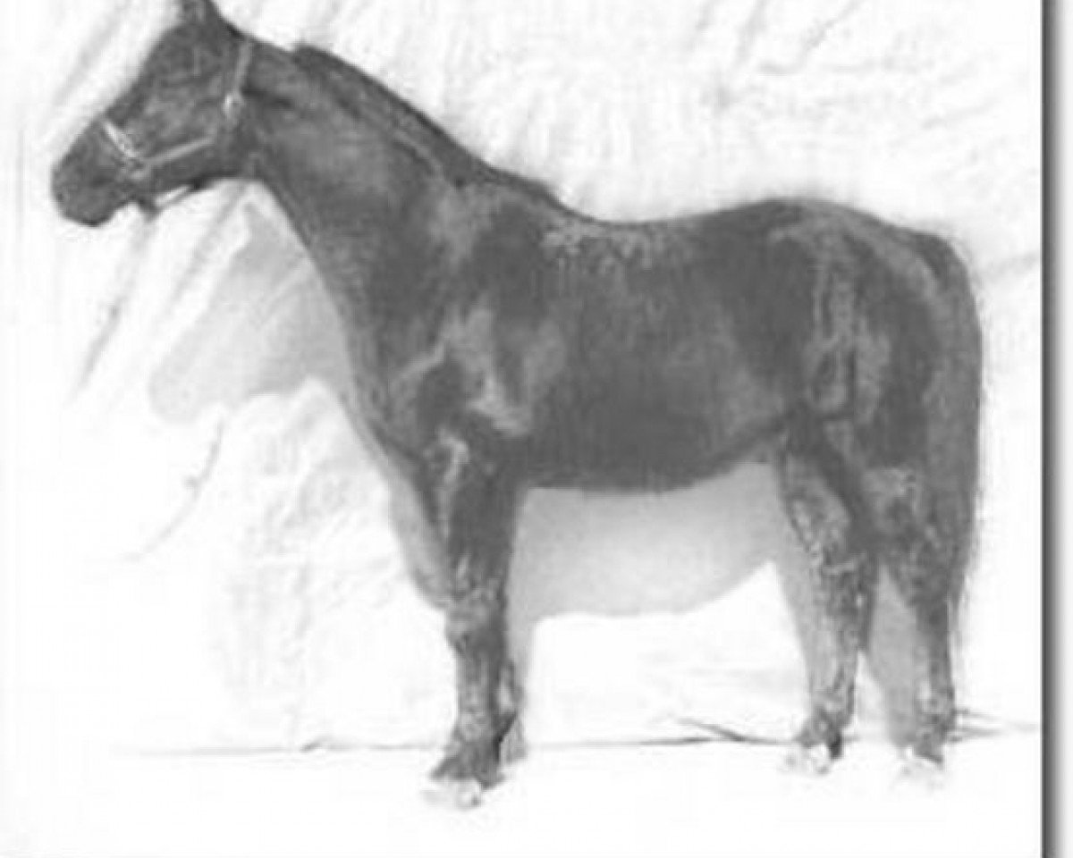 Deckhengst Insterruf (Trakehner, 1972, von Schwalbenflug)