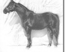 stallion Insterruf (Trakehner, 1972, from Schwalbenflug)