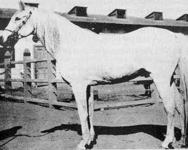 stallion Rabdan el Azrak 1897 RAS (Arabian thoroughbred, 1897, from Dahman El Azrak 1893 RAS)