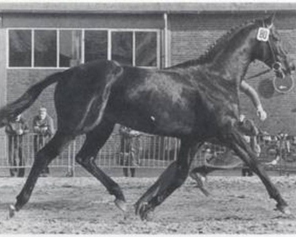 stallion Venator xx (Thoroughbred, 1970, from Neckar xx)