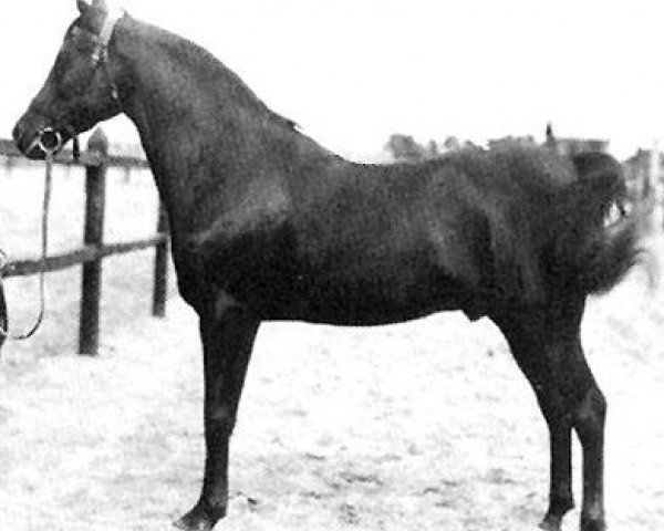 stallion Ibn Rabdan 1917 RAS (Arabian thoroughbred, 1917, from Rabdan el Azrak 1897 RAS)