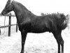 stallion Ibn Rabdan 1917 RAS (Arabian thoroughbred, 1917, from Rabdan el Azrak 1897 RAS)