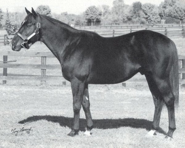 stallion Harlan xx (Thoroughbred, 1989, from Storm Cat xx)