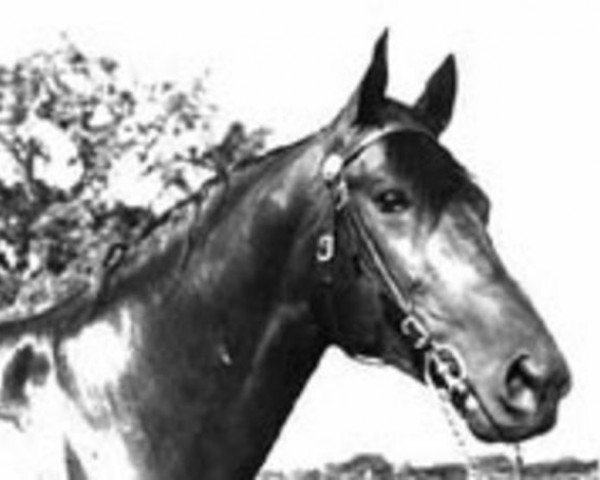stallion Bull Page xx (Thoroughbred, 1947, from Bull Lea xx)
