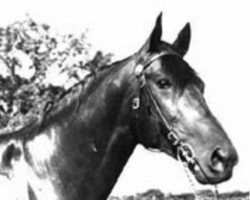 stallion Bull Page xx (Thoroughbred, 1947, from Bull Lea xx)