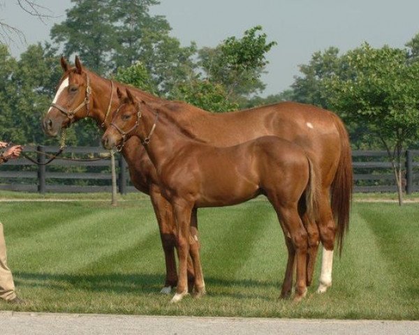 broodmare Golden Ballet xx (Thoroughbred, 1998, from Moscow Ballet xx)