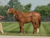 broodmare Golden Ballet xx (Thoroughbred, 1998, from Moscow Ballet xx)