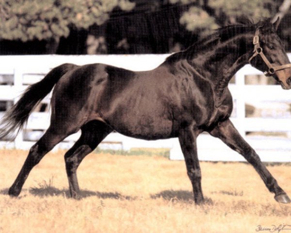 stallion Turkoman xx (Thoroughbred, 1982, from Alydar xx)